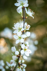 white flowers of a tree