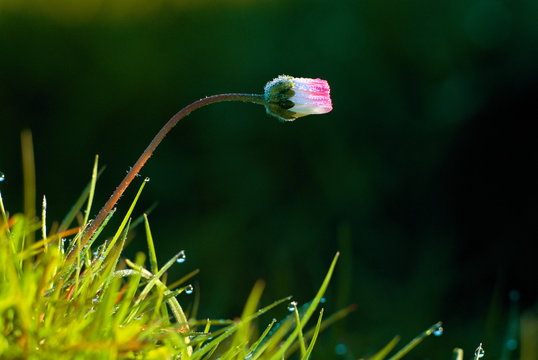 Common daisy flower growing in lawn