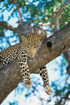 Male Leopard resting on marula tree