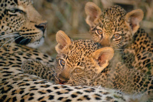 Leopardess with cubs sitting outdoors