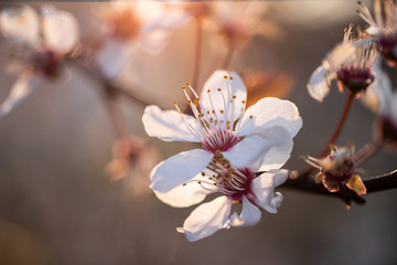 flowers in spring