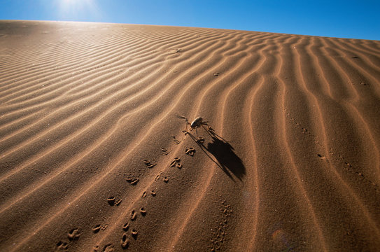 King cricket walking on sand
