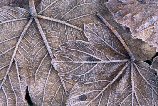 Close up of frosted sycamore leaf