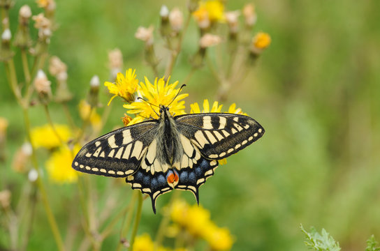 Swallowtail butterfly pollinating flower