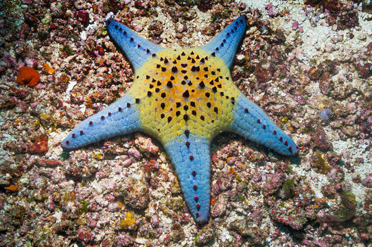 Blue and yellow honeycomb starfish in sea