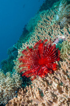 Feather star crinoid on coral reef in sea