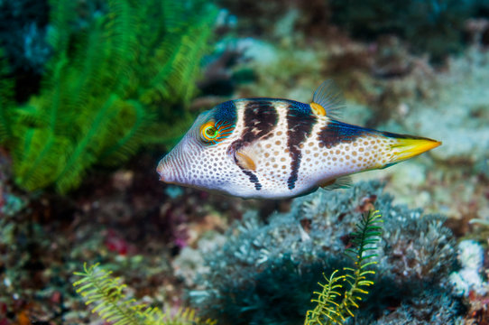 Valentin's sharpnose puffer fish in sea