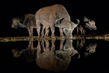 African buffalo drinking water from waterhole at night