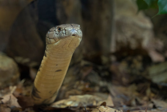 Close up of king cobra