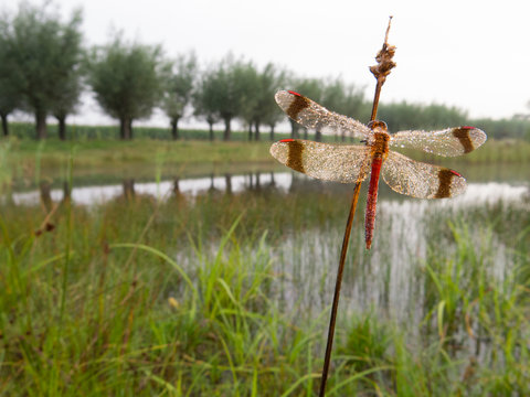 Banded darter dragonfly perching on twig