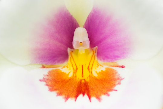 Close up of orchid
