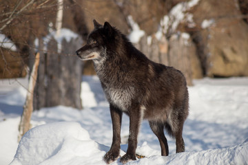 Cute black canadian wolf is standing on a white snow. Canis lupus pambasileus.