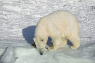 Obraz na płótnie Canvas Polar bear cub is standing on the white snow. Ursus maritimus or Thalarctos Maritimus.