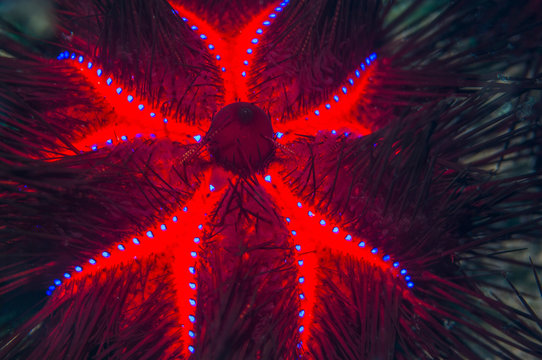 Close up of long spined sea urchin