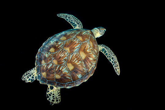 Green sea turtle against black background