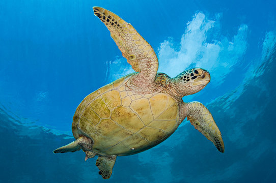 Green sea turtle swimming in sea