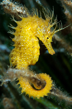 Long snouted seahorse on blade of seagrass