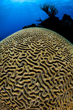 Close up of boulder brain coral in sea