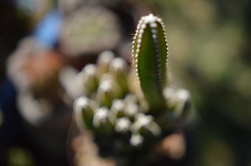 cactus 2