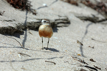 Dotterel Maoriregenpfeifer Neuseeland