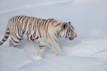 Wild white bengal tiger is walking on a white snow in the park.