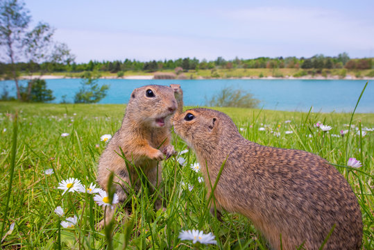 European ground squirrels standing on grassy landscape