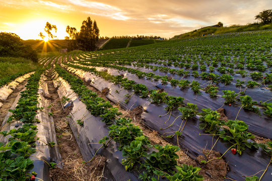 Campo de frutillas