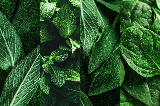 Eco greens food collage made from macro photos of spinach, mint and sage fresh leaves.