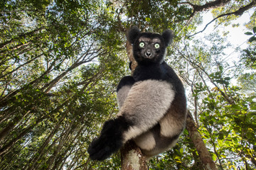 Portrait of indri lemur sitting on tree in forest