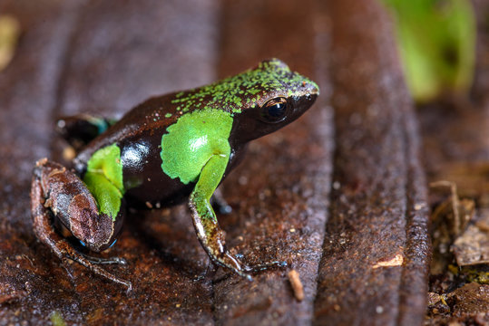 Guibe's mantella in Marojejy National Park