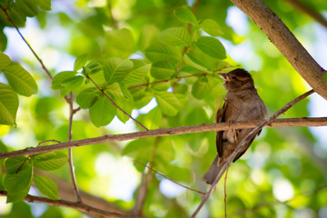 Obraz premium Little Bird in a Tree