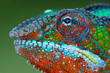 Close up of panther chameleon