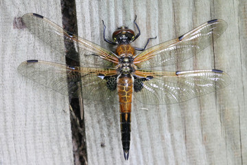 Just hatched four-spotted chaser, Libellula quadrimaculata, known also as the four-spotted skimmer,...