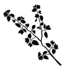 Vector silhouette of the branches of Apple trees with flowers, black color, isolated on white background