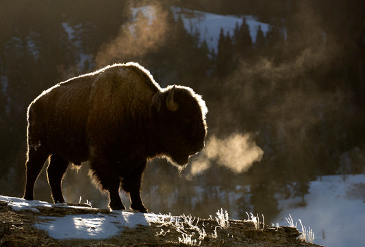American bison standing in Yellowstone National Park