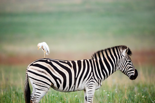 Cattle egret bird perching on back of burchell's zebra