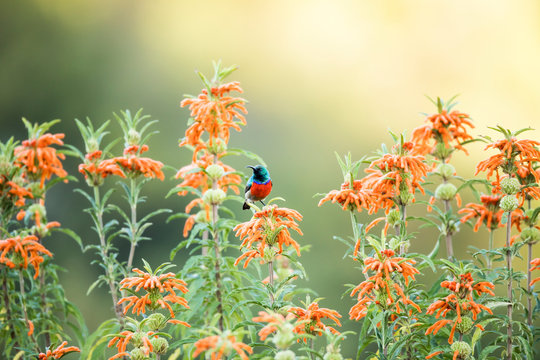 Greater double collared sunbird perching on flower in Garden Route National Park