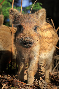 Portrait of wild boar piglet in forest