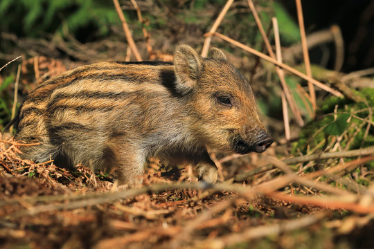 Wild boar piglet in forest