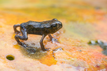 Common frog froglet on water lily pad