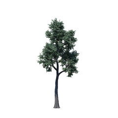 Fototapeta premium single tree on white background, 3d rendering,clipping path