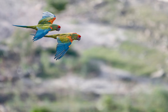 Two red fronted macaw flying outdoors
