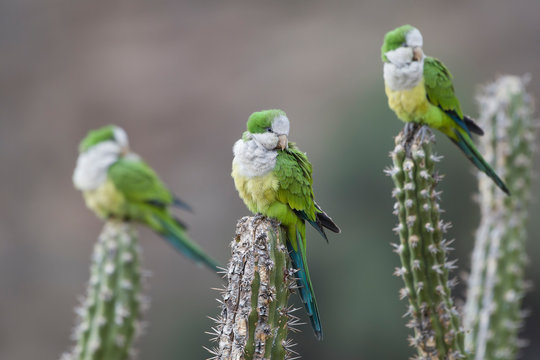 Cliff parakeet perching on cactus
