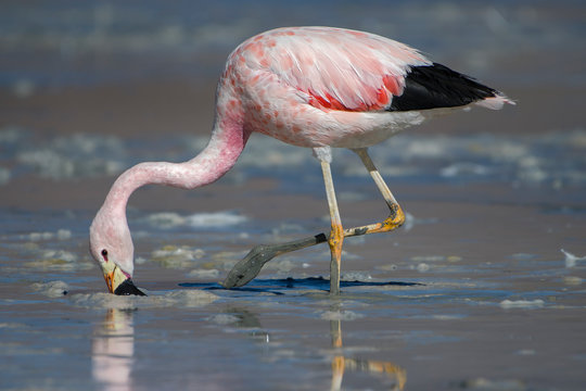 Andean flamingo foraging on shore