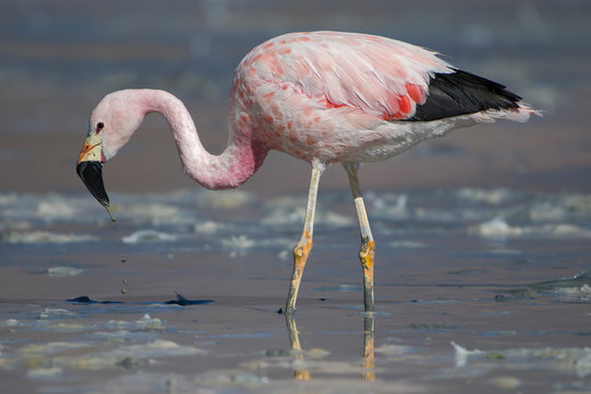 Andean flamingo foraging on shore