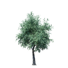 single tree on white background, 3d rendering,clipping path