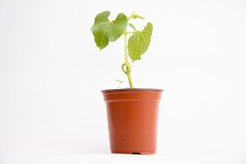 bean sprout in flower pot isolated on white background. Young bean sprig