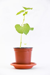 bean sprout in flower pot isolated on white background. Young bean sprig