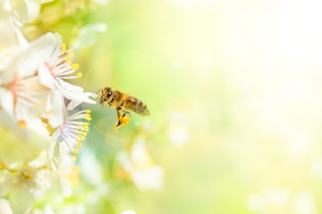 Honey Bee collecting pollen on plum flower against green grass background.