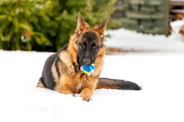 A german shepherd puppy dog playing with a ball at winter